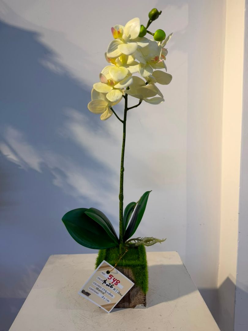 ORQUIDEA ZAPATICO BLANCO