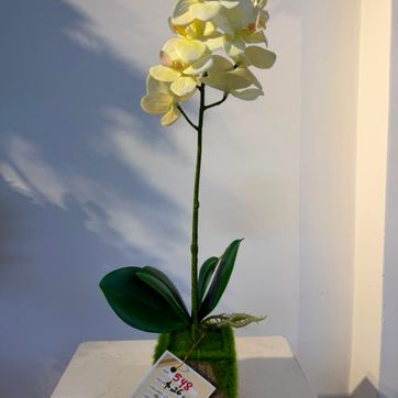 Imagen del producto ORQUIDEA ZAPATICO BLANCO
