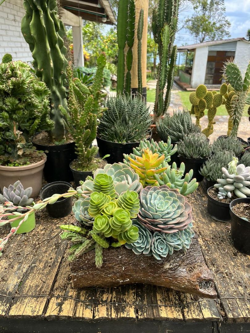 JARDINES SUCULENTAS TRONCO 