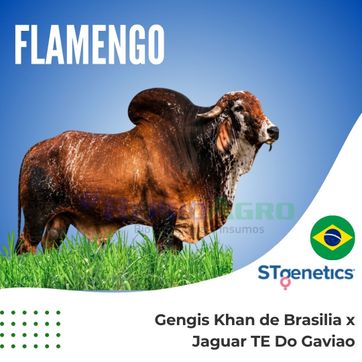 FLAMENGO - imagen 1