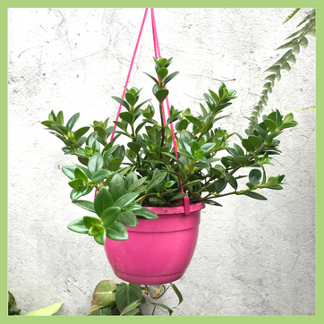 CANASTA PESCADITO - imagen 2