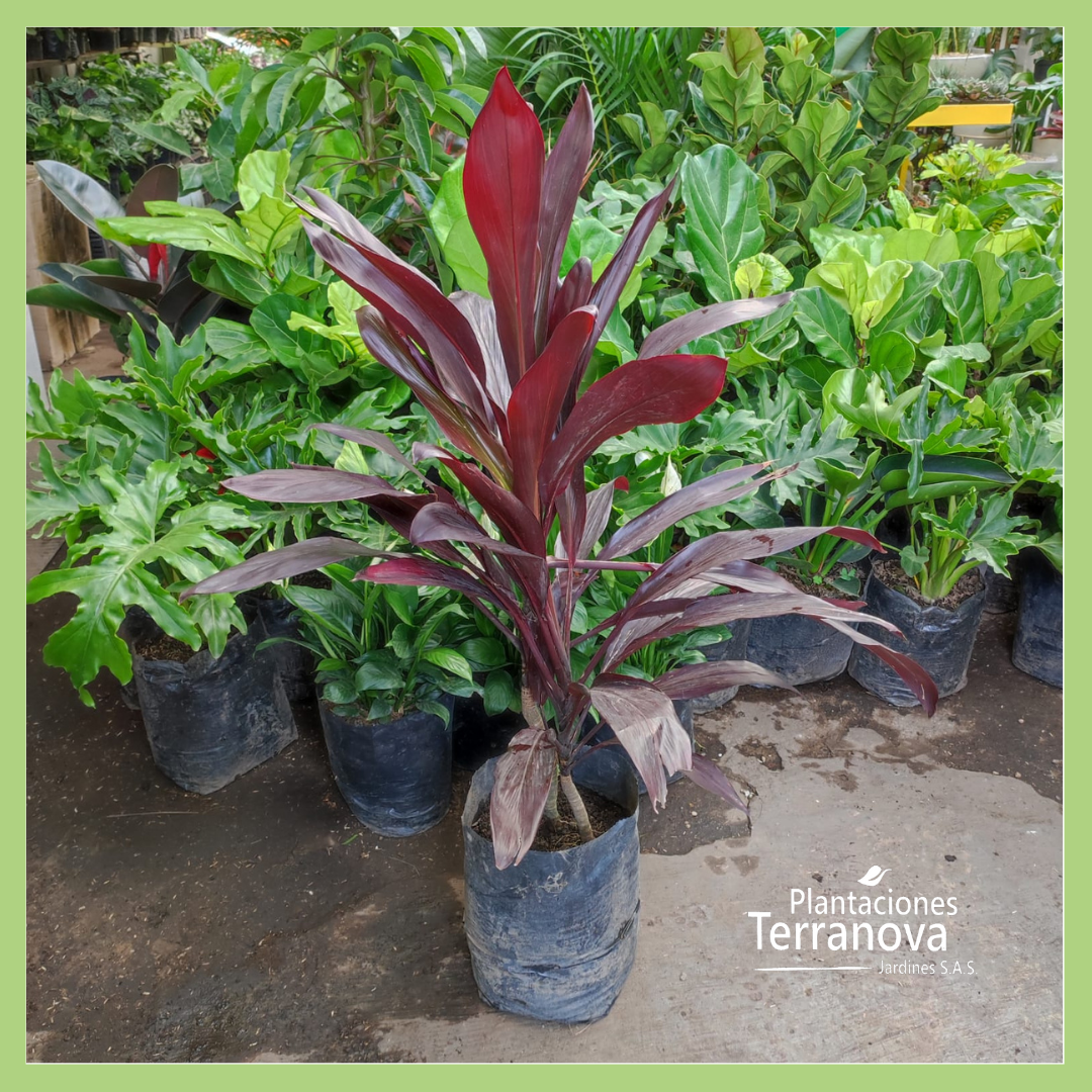 CORDYLINE