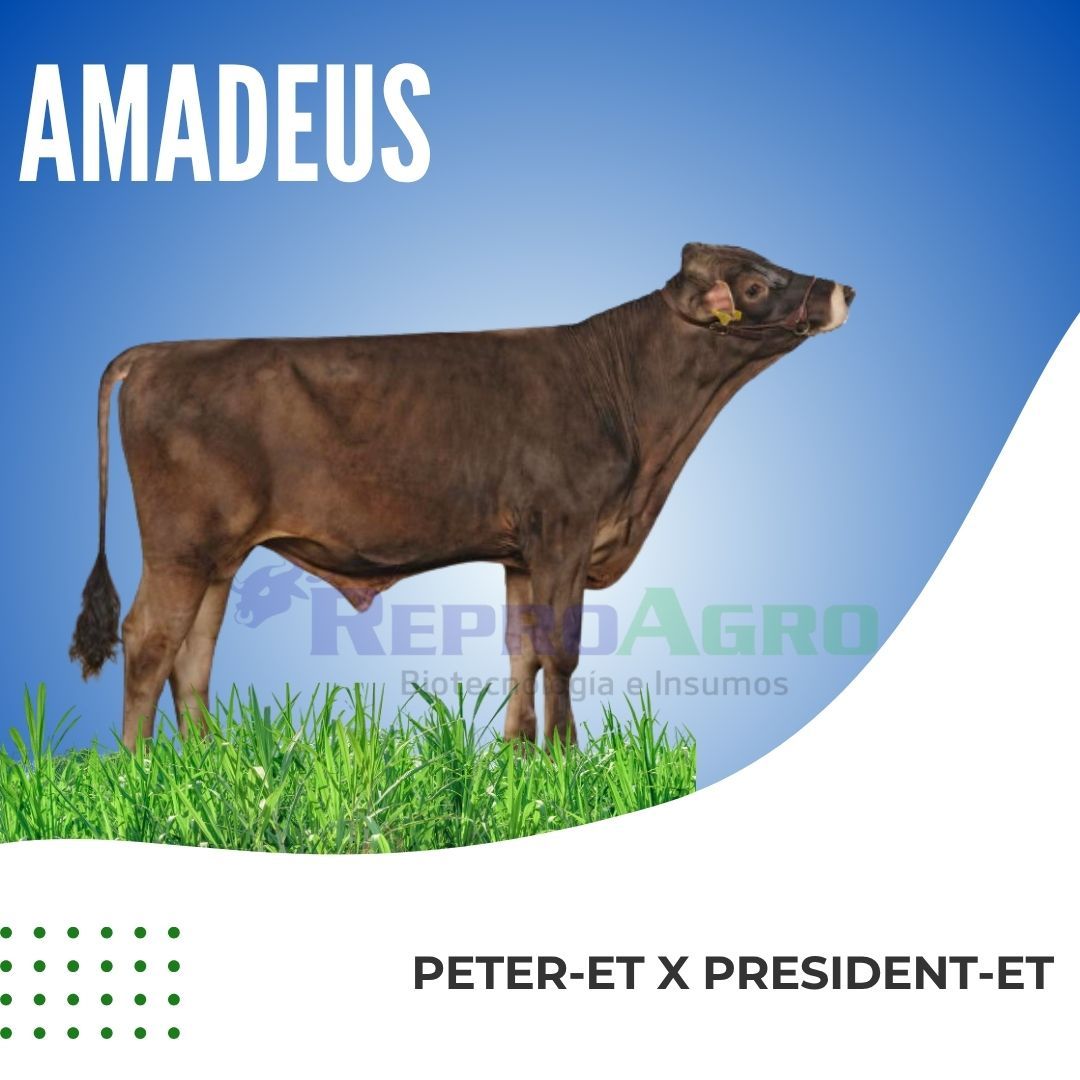 AMADEUS