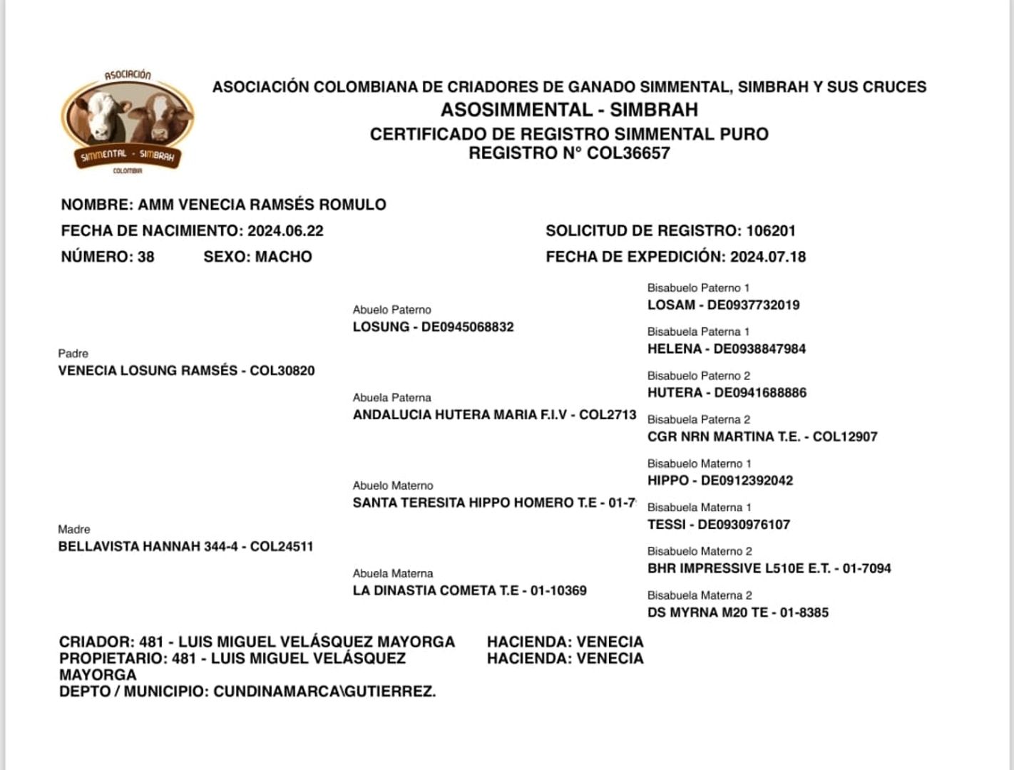 En venta torete Simmental puro Registrado aclimatado al tropico
