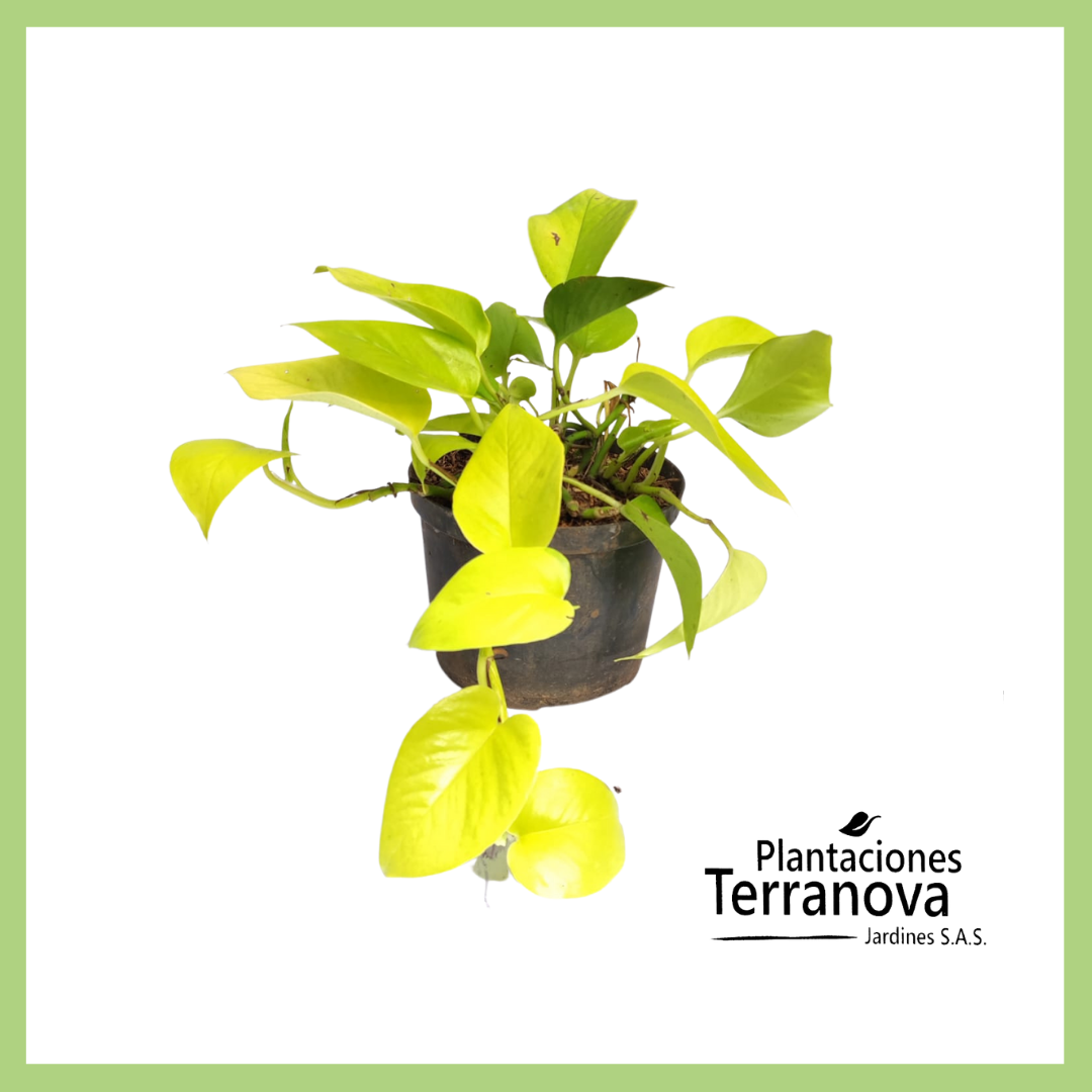 PHILODENDRON LIMON COLGANTE