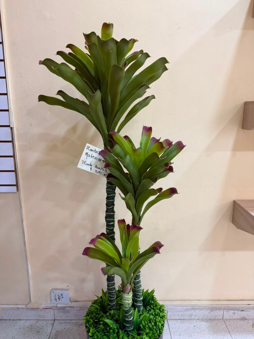PLANTA DRACENA X 3 TALLOS PUNTA MORADA