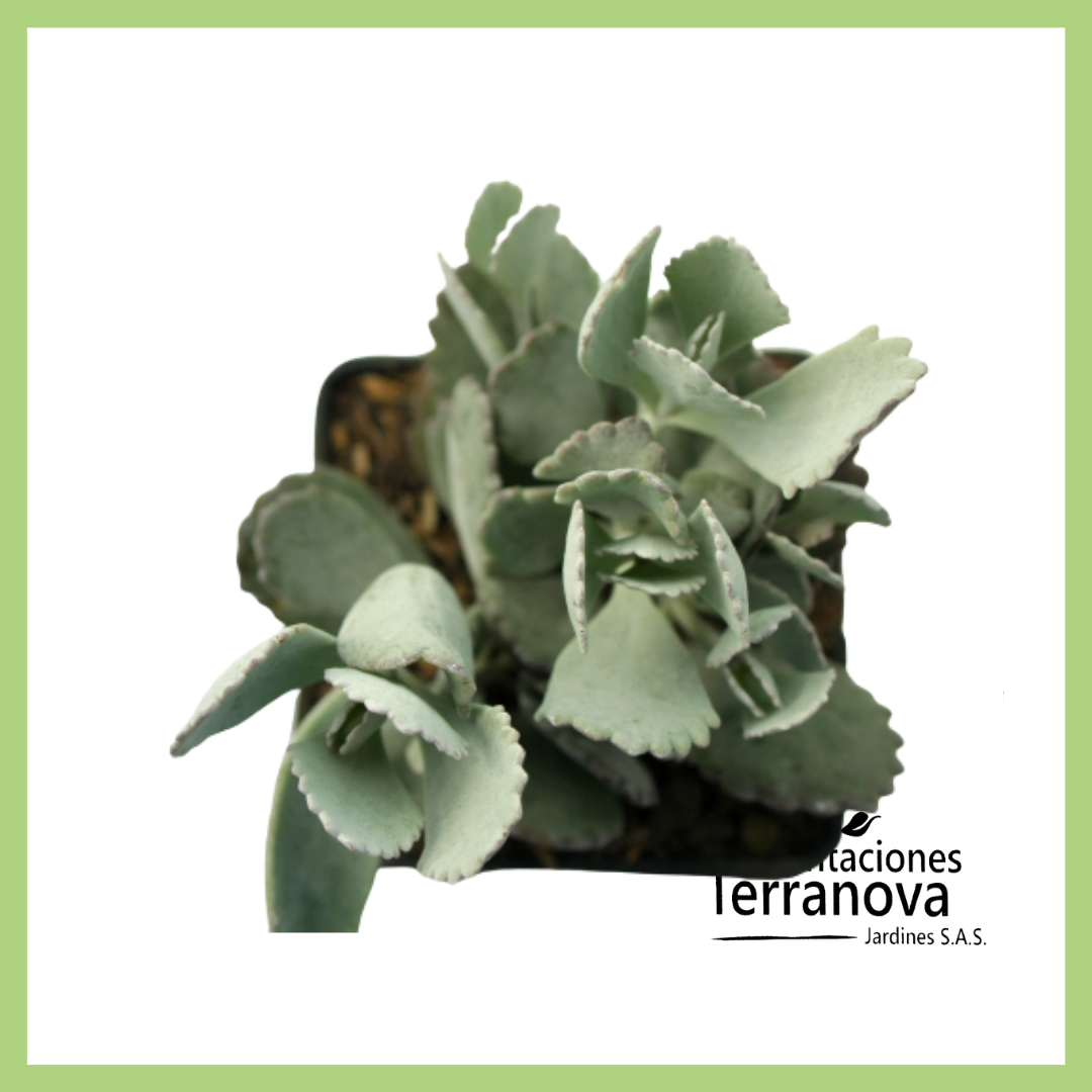 KALANCHOE PUMILA
