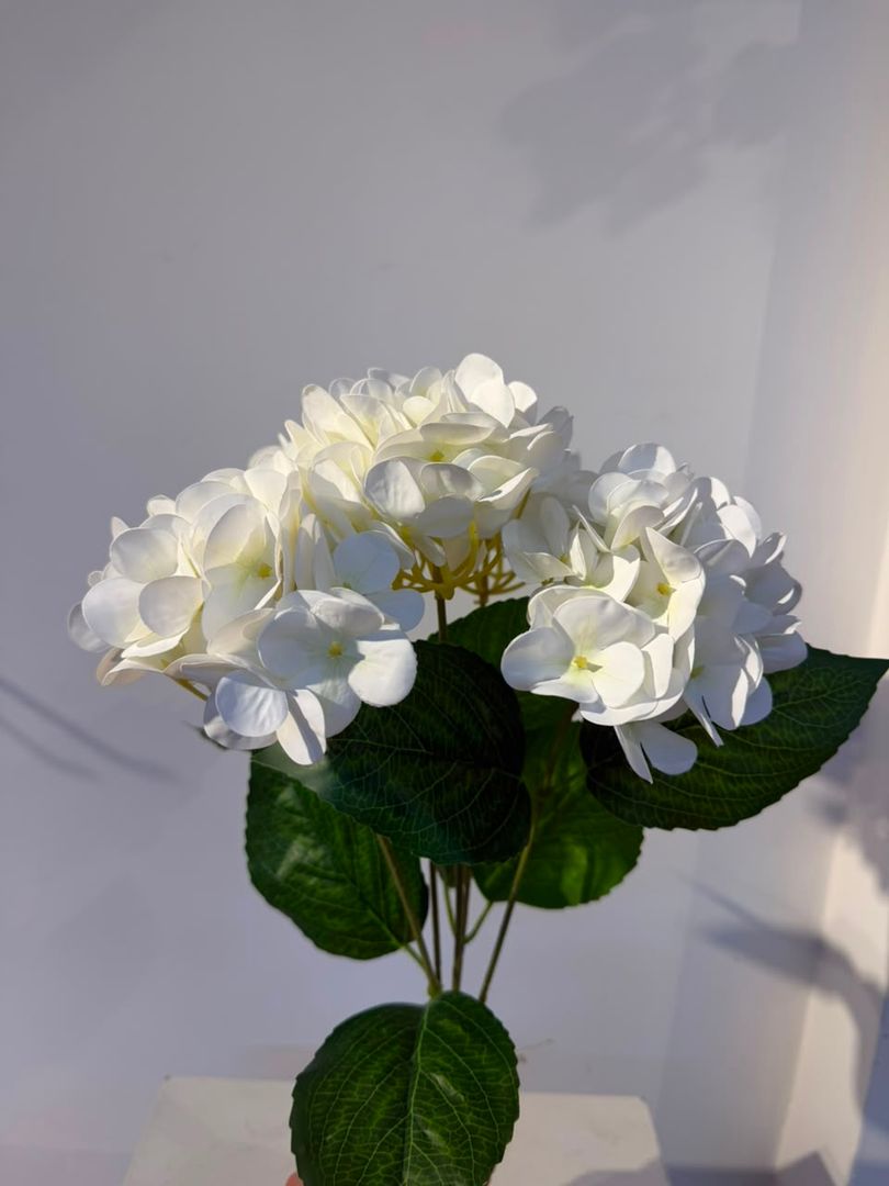 HORTENCIA X 5 BLANCO LATEX