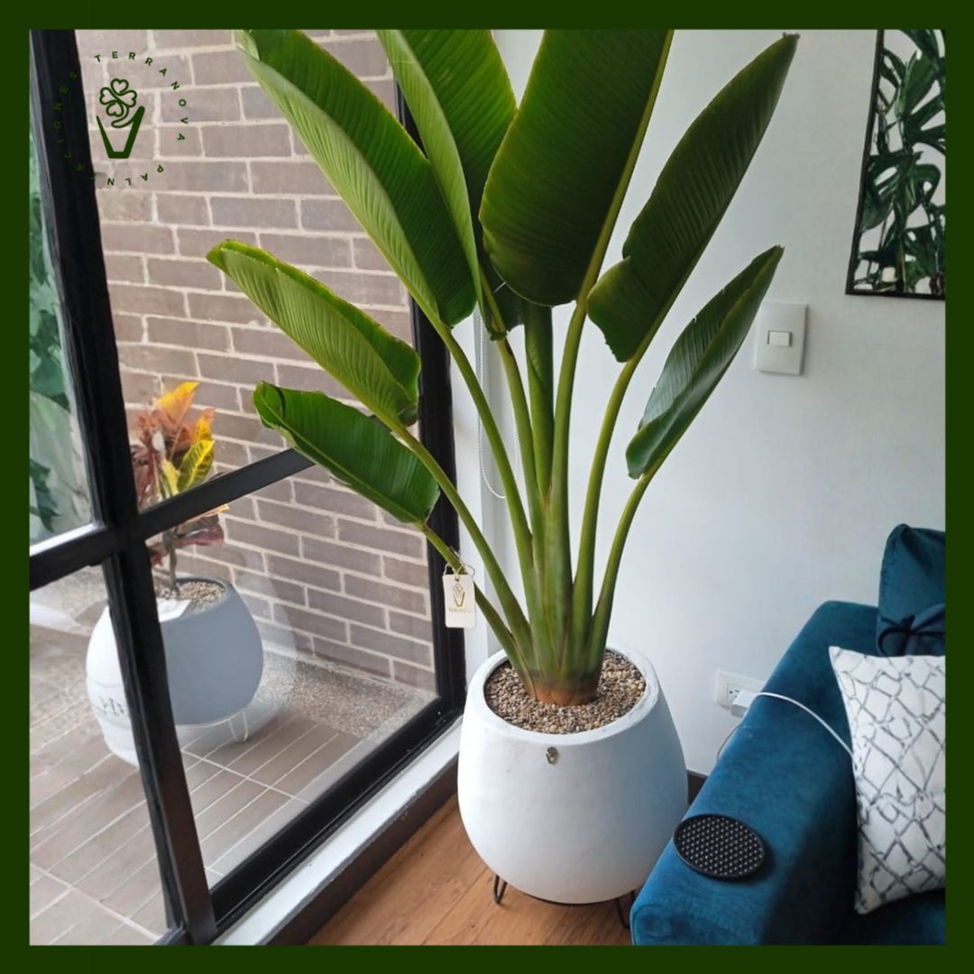 COMBO PALMA DE VIAJERO