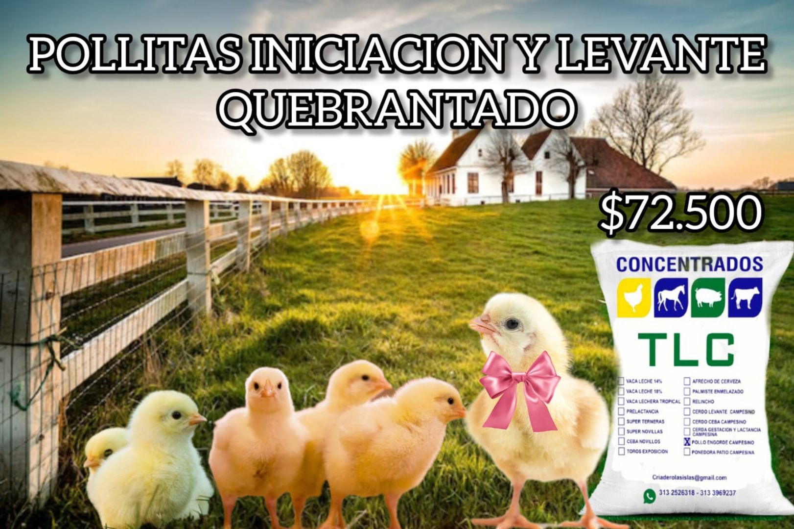 POLLITAS INICIACION Y LEVANTE QUEBRANTADO x 40 Kilos