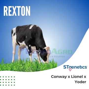 REXTON - imagen 1