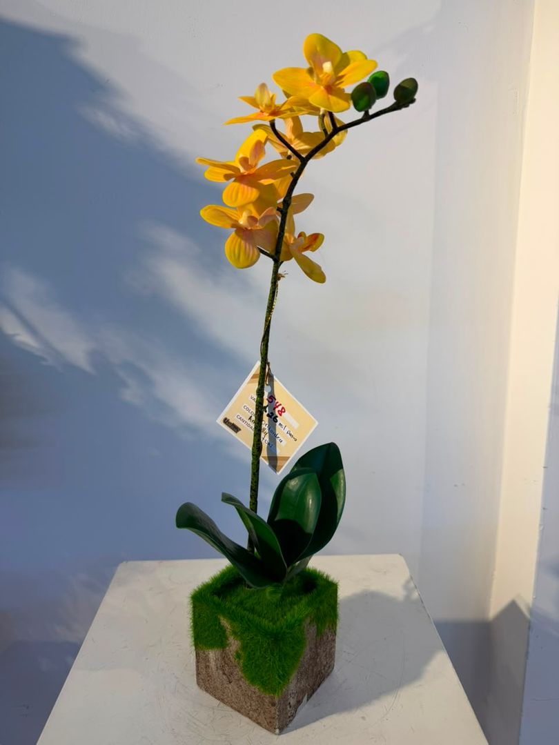 ORQUIDEA ZAPATICO AMARILLO
