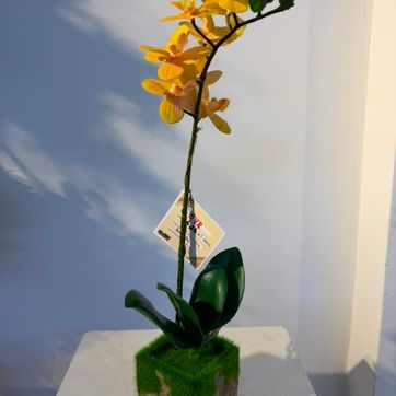 Imagen del producto ORQUIDEA ZAPATICO AMARILLO