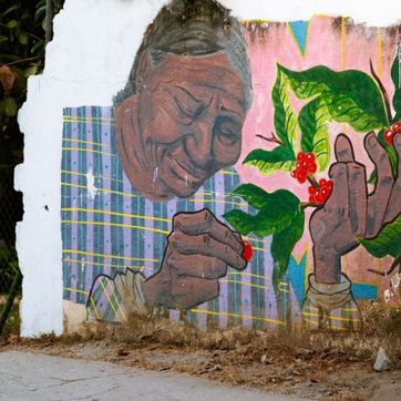 Tour de café y cacao ( Minca Sierra Nevada) - imagen 4