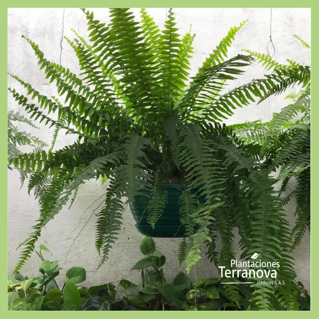 CANASTA HELECHO BOSTON