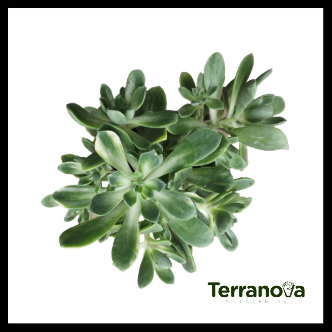 AEONIUM CASTELLO PAIVAE VAR