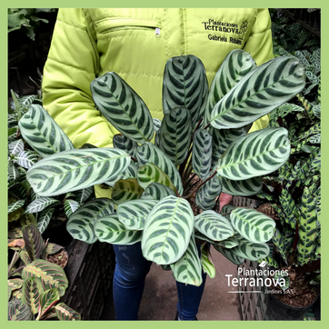 CALATHEA BURLE MARX - imagen 2