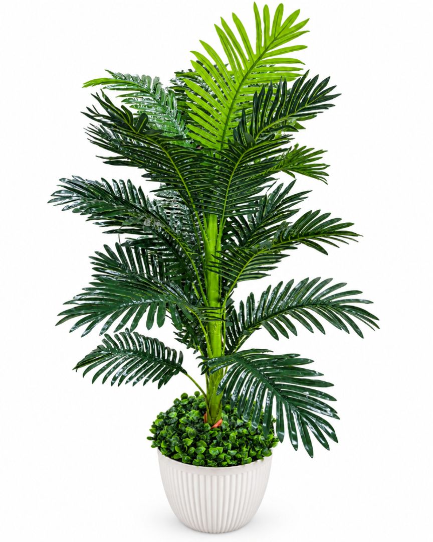 PLANTA PALMA GRANDE