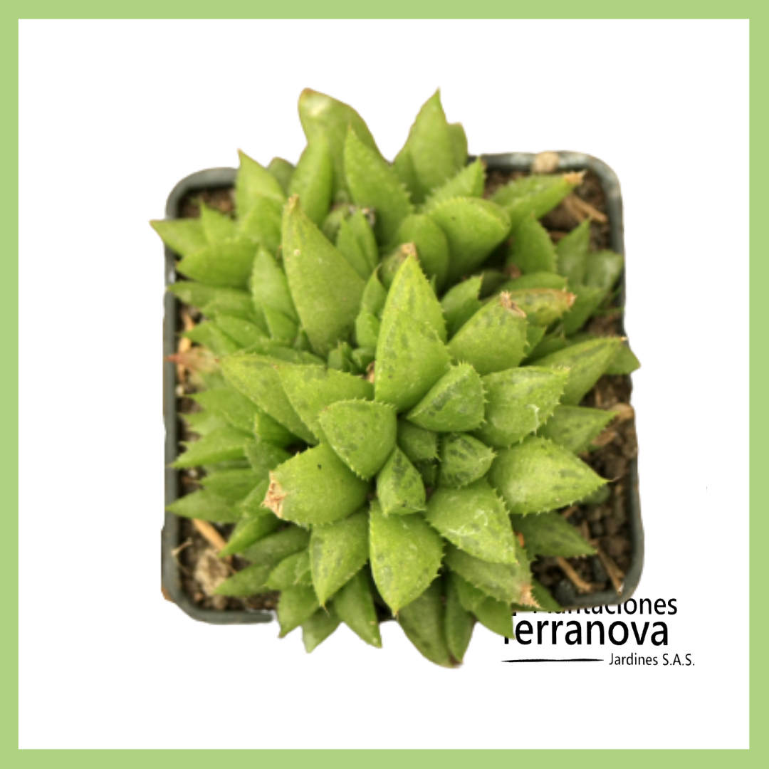 HAWORTHIA MUCHRONATA