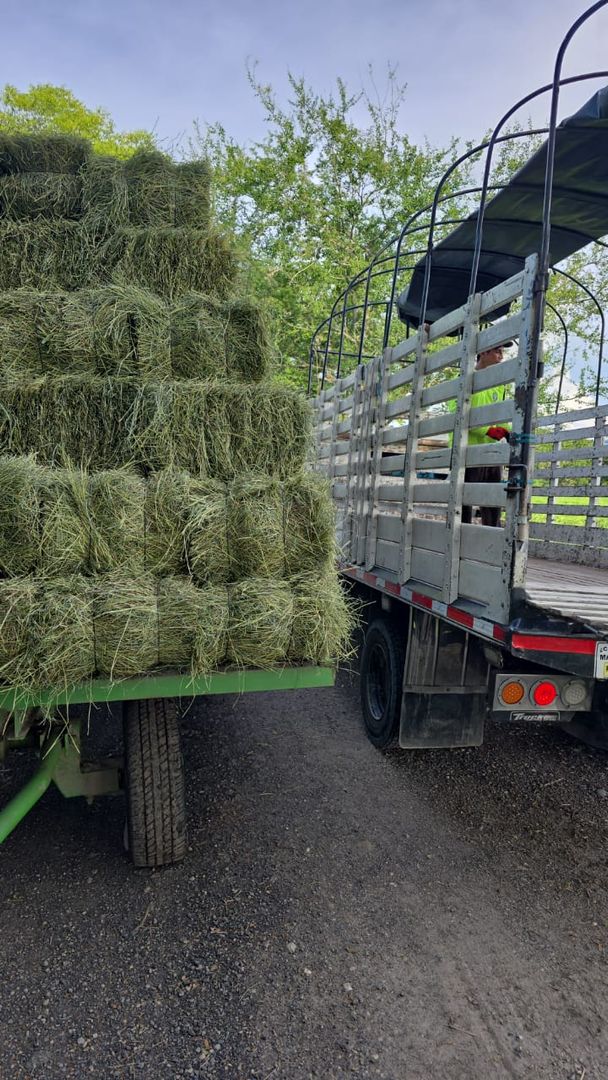 PACA DE HENO  PANGOLA FRESCO