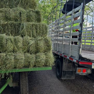 PACA DE HENO  PANGOLA FRESCO - imagen 1