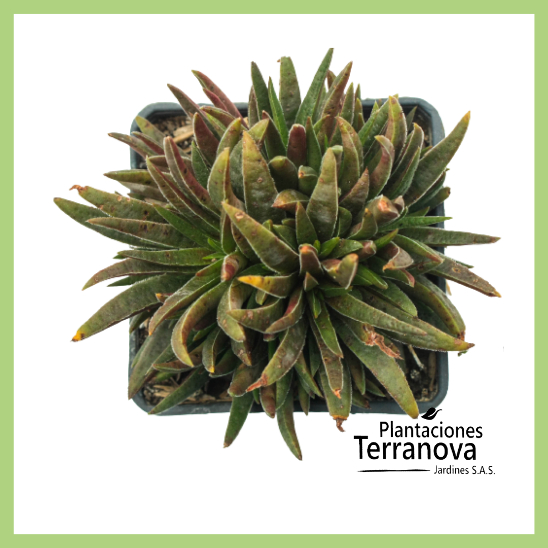 RHIPSALIS CEREUSCULA 2