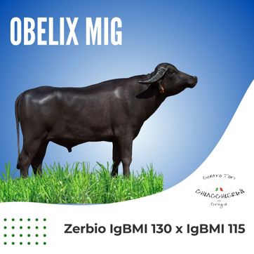 OBELIX MIG - imagen 1