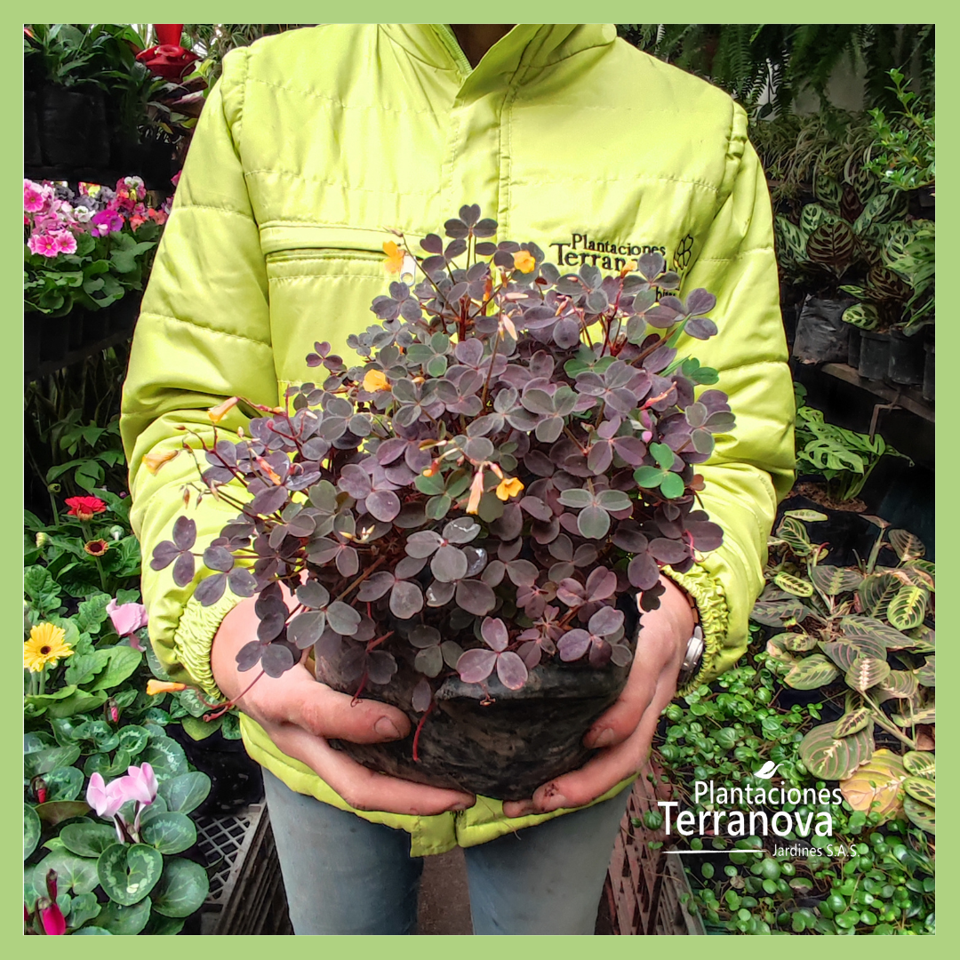 TREBOL MORADO EXTERIOR