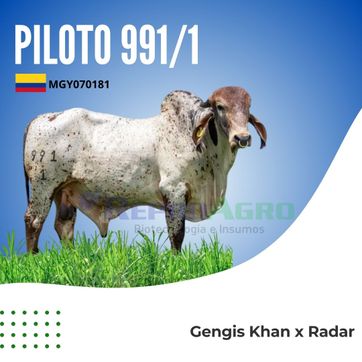 PILOTO 991/1 - imagen 1