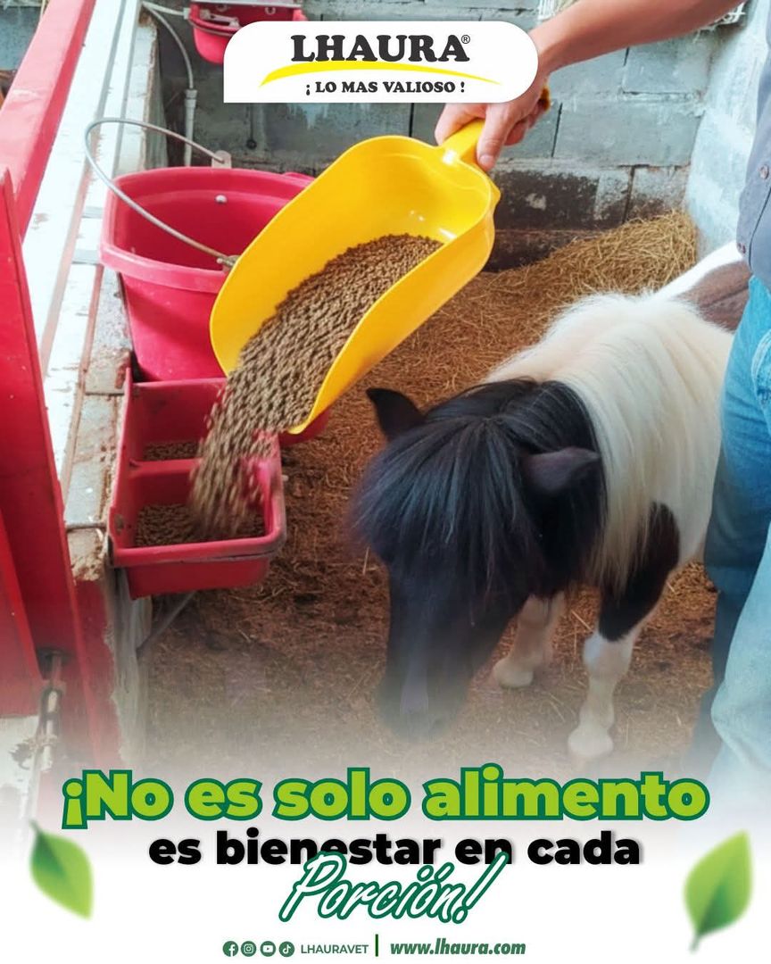 CUCHARA ALIMENTACIÓN