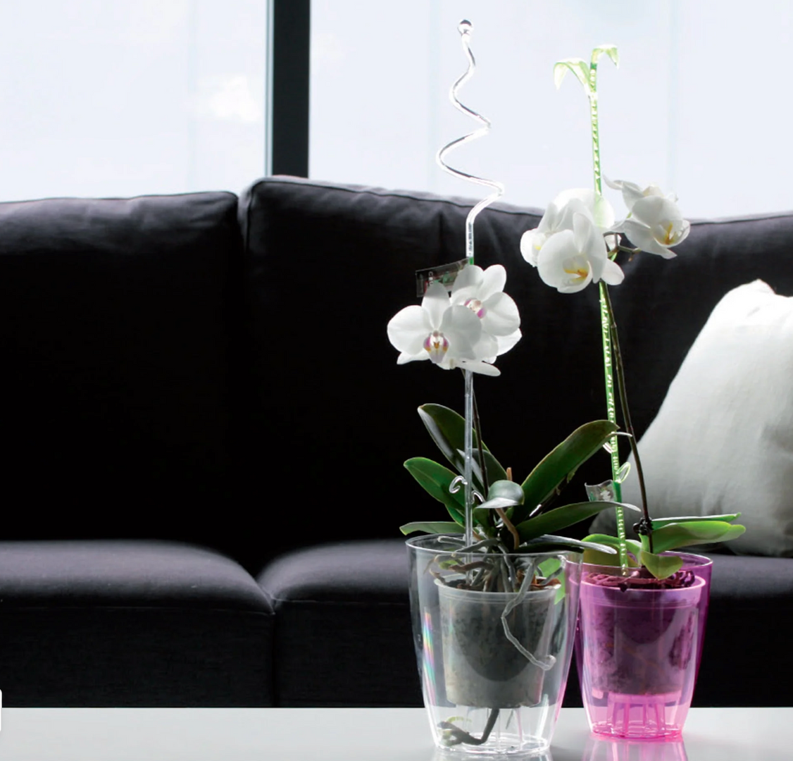 MATERA COUBI TRANSPARENTE