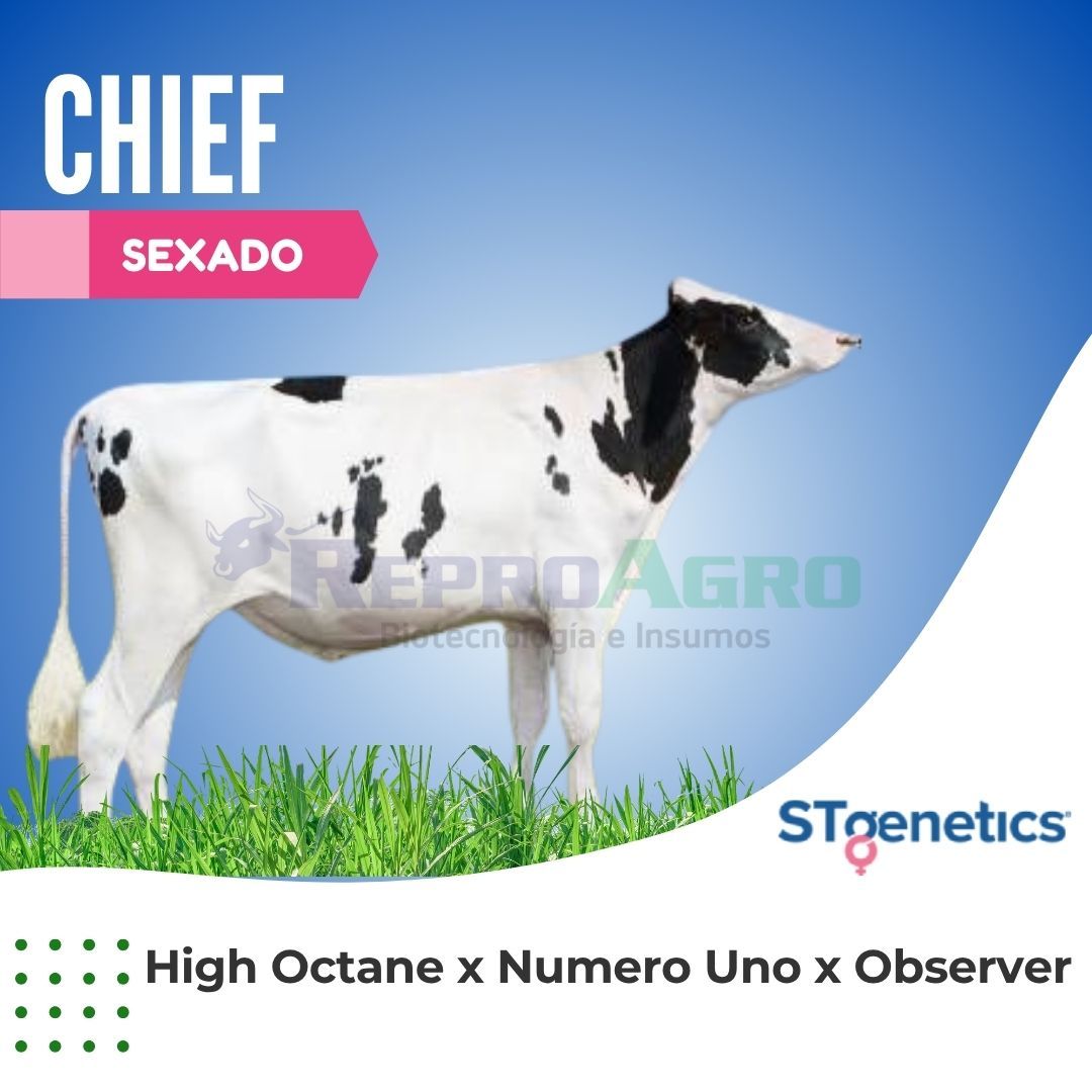 CHIEF SEXADO