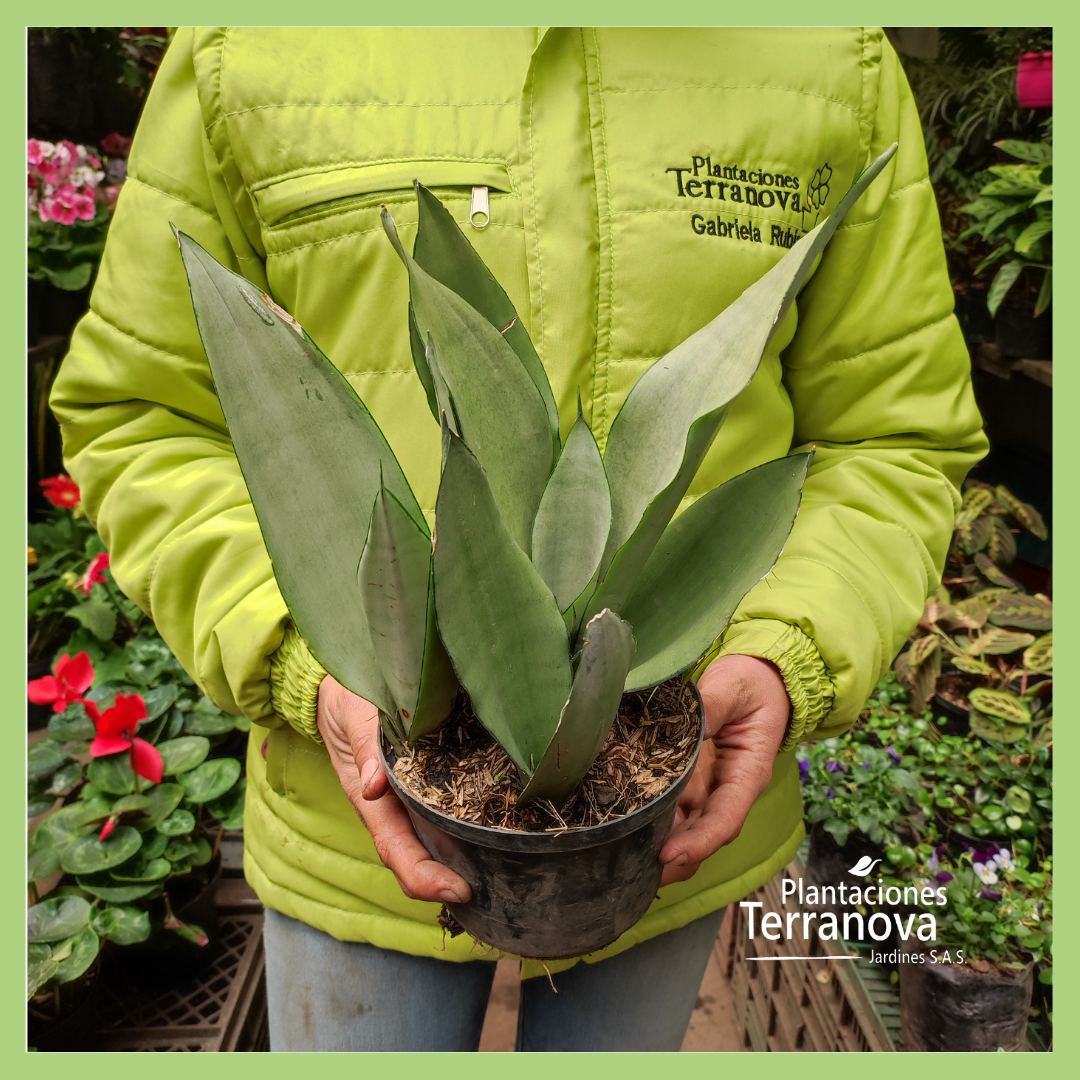 SANSEVIERIA GRIS