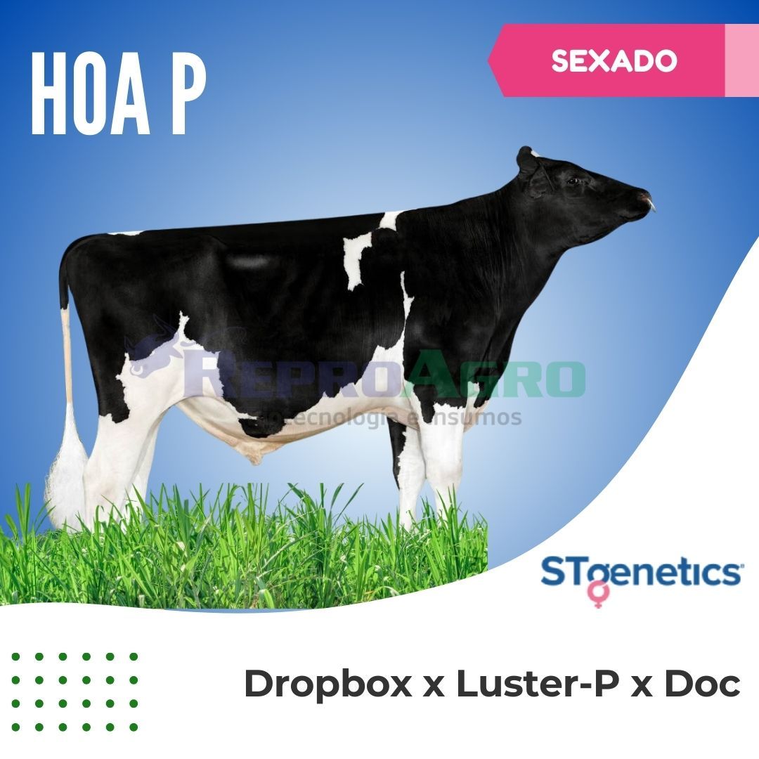 HOA P SEXADO