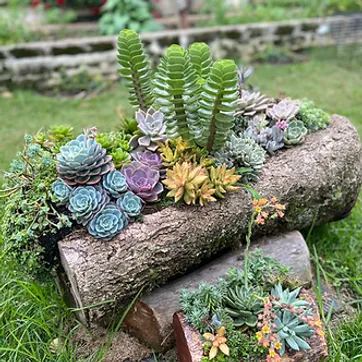 Imagen del producto JARDÍN DE SUCULENTAS 