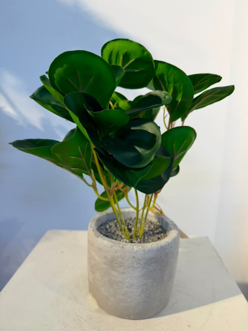 BONSAI CON BASE MINI CUACHO