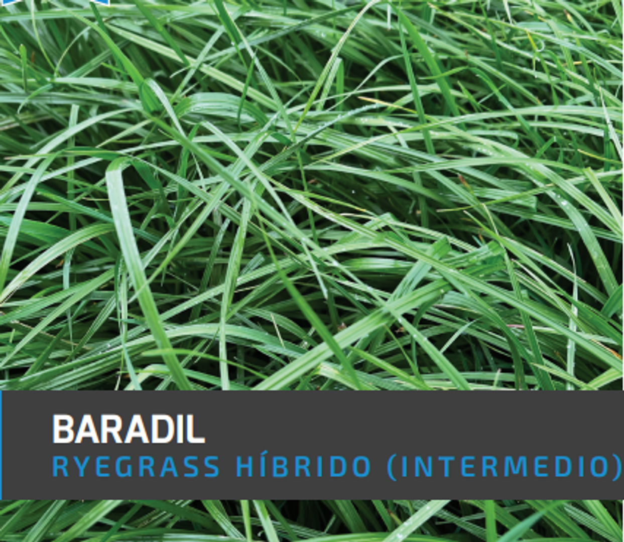 Ryegrass Baradil (Híbrido tetraploide) x Kilos