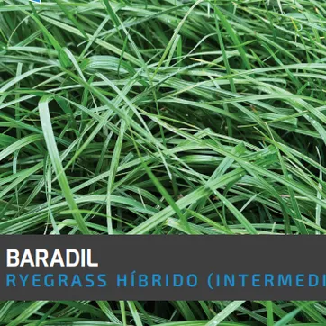 Ryegrass Baradil (Híbrido tetraploide) x Kilos - imagen 1
