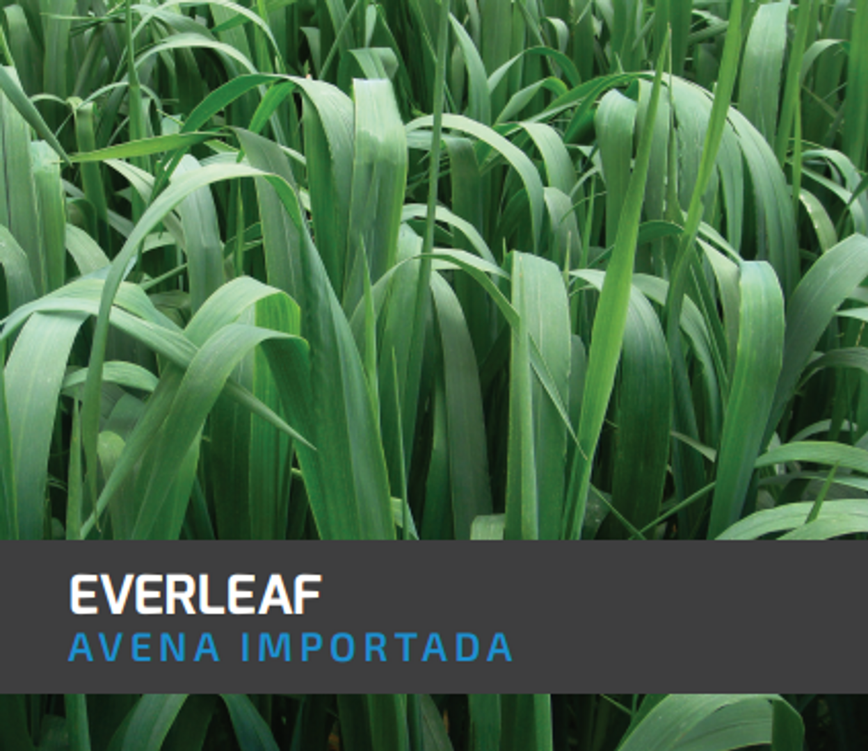 Avena Everleaf x Kilo