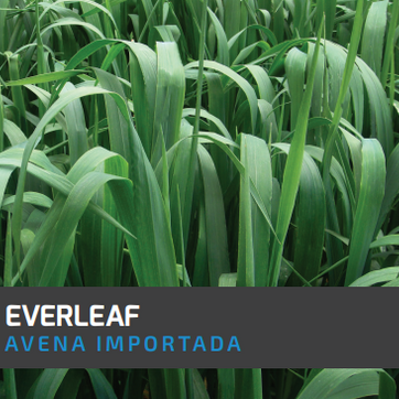 Avena Everleaf x Kilo - imagen 1