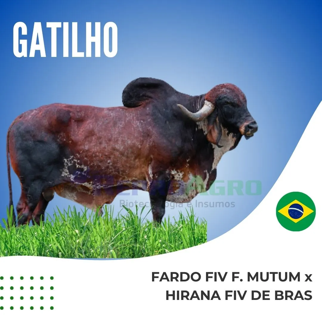 GATILHO