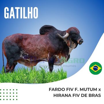 GATILHO - imagen 1