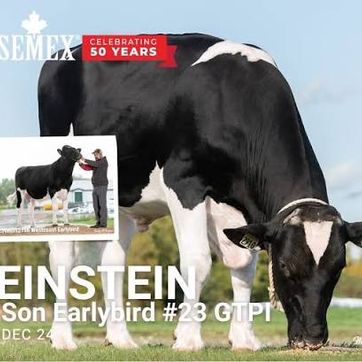 EINSTEIN - imagen 1