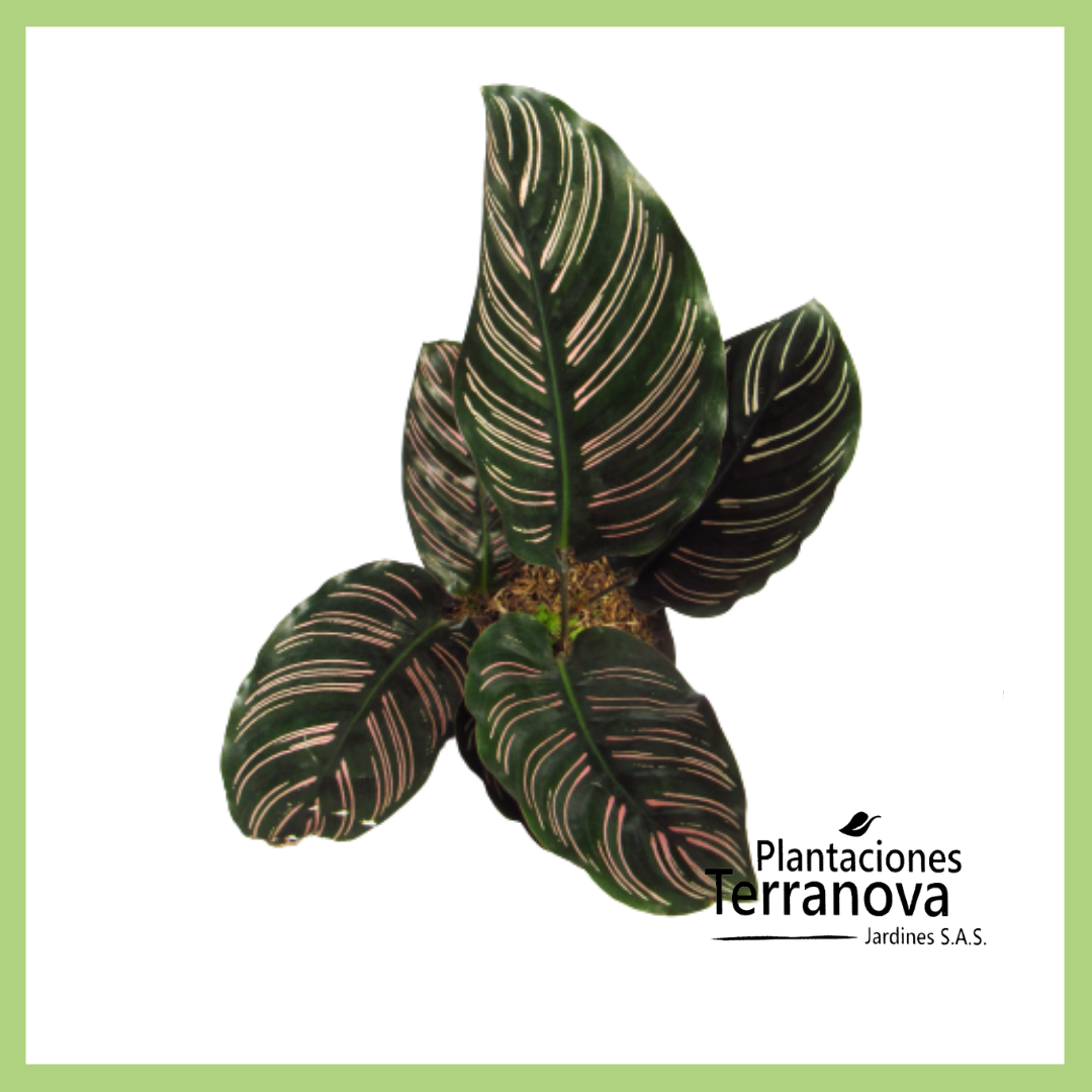 CALATHEA ORNATA