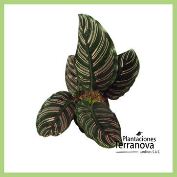 CALATHEA ORNATA - imagen 1