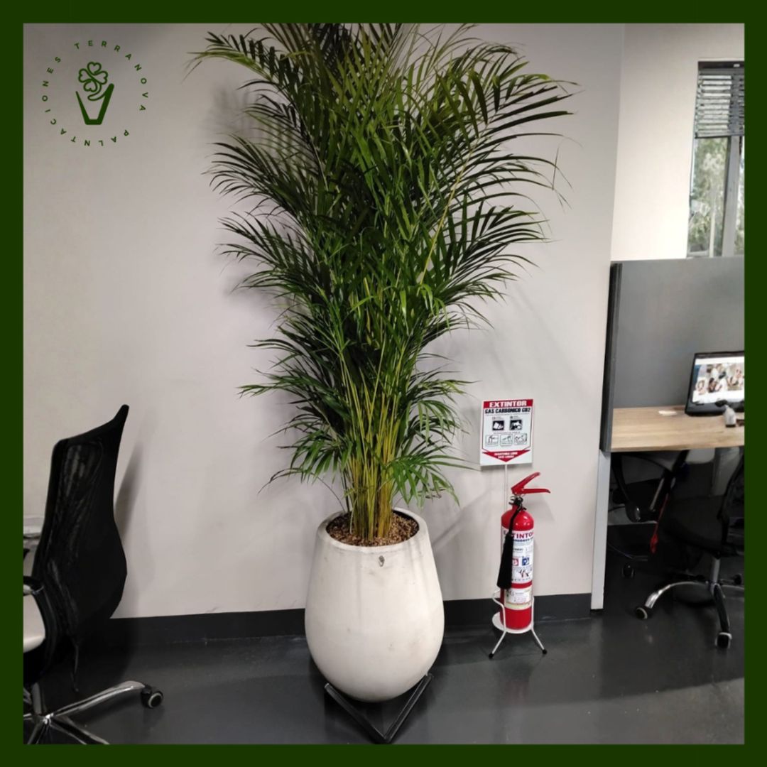 COMBO PALMA ARECA