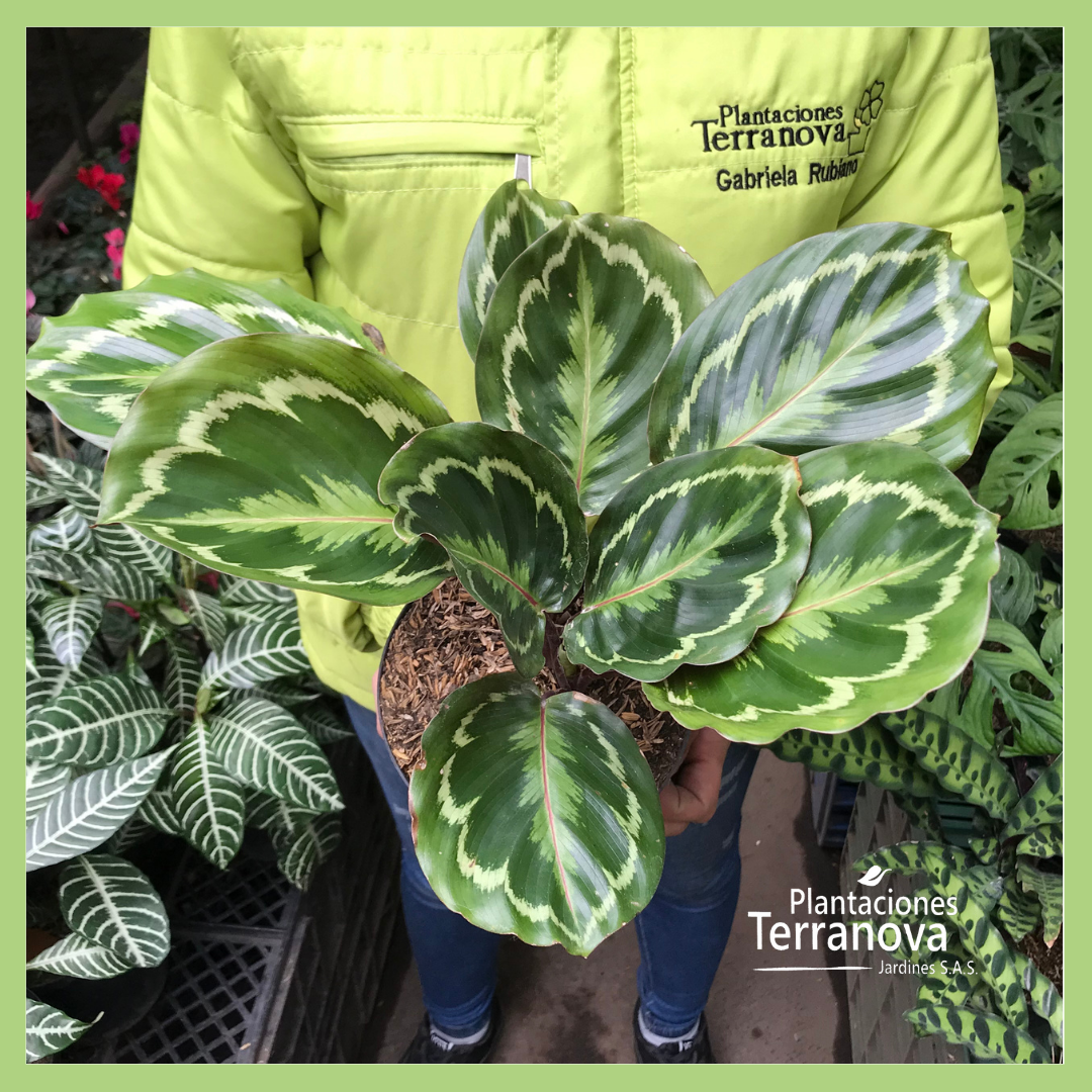 CALATHEA MEDALLION 2