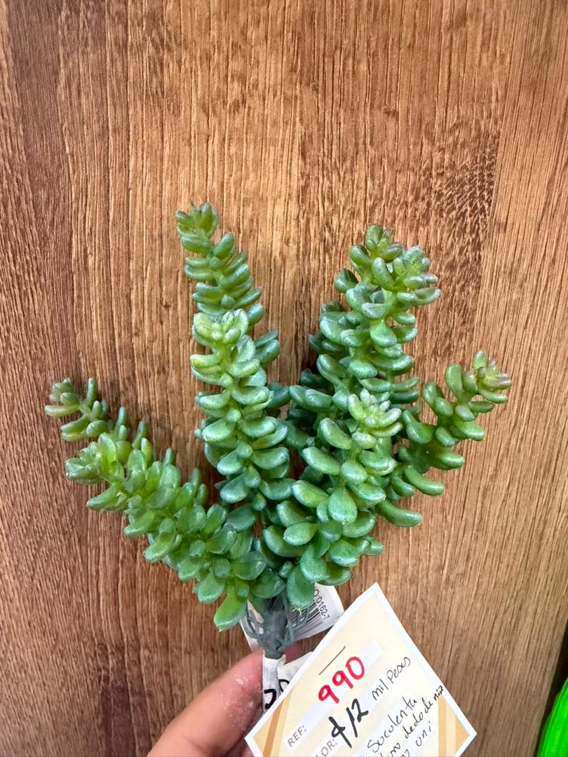 SUCULENTA VERDE BLANCO