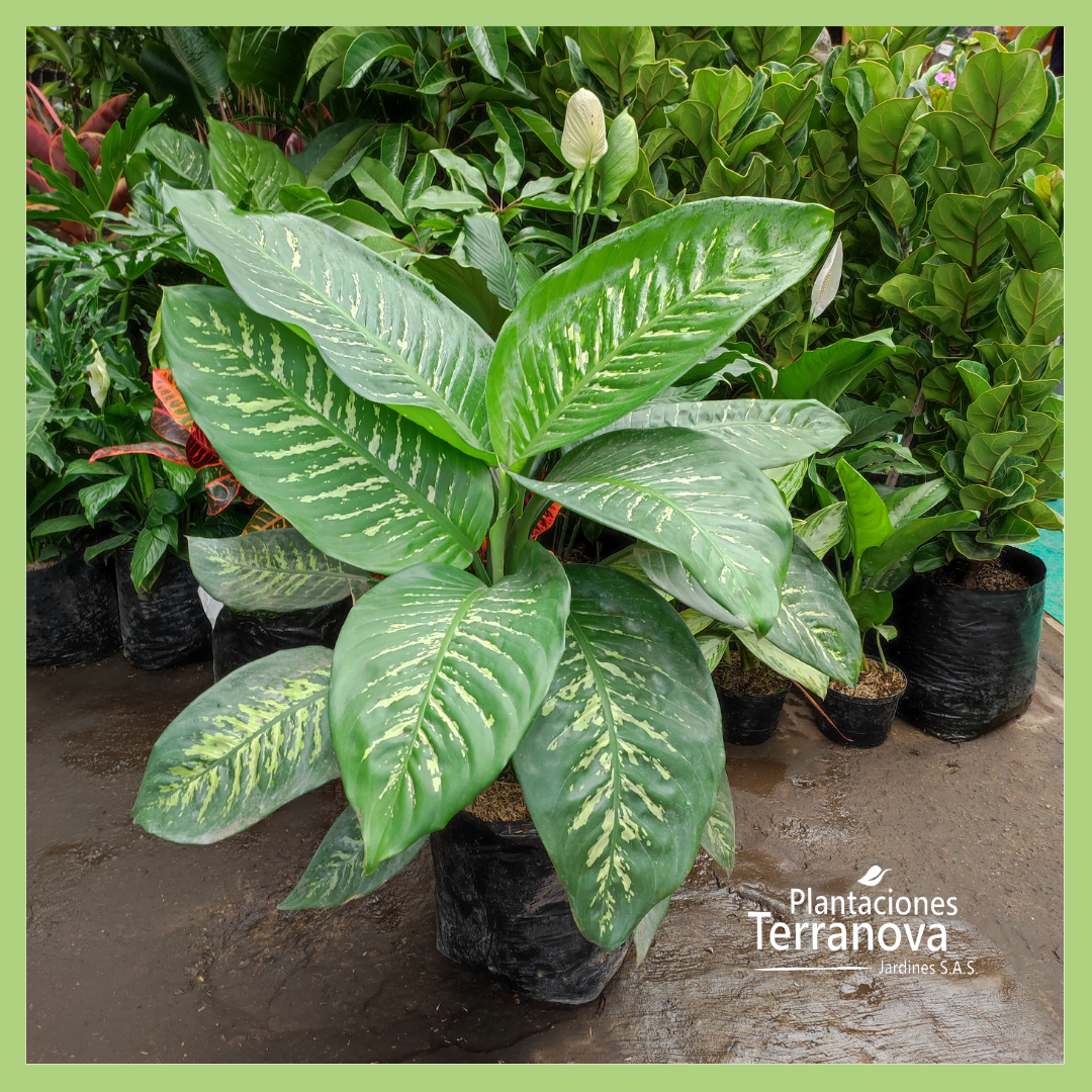 DIEFFENBACHIA