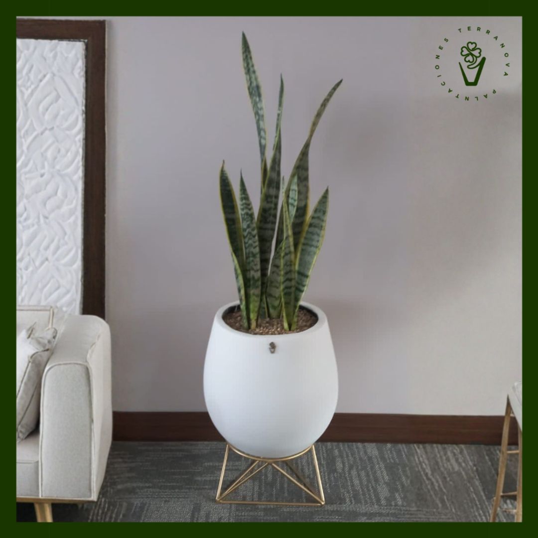 COMBO LENGUA DE SUEGRA